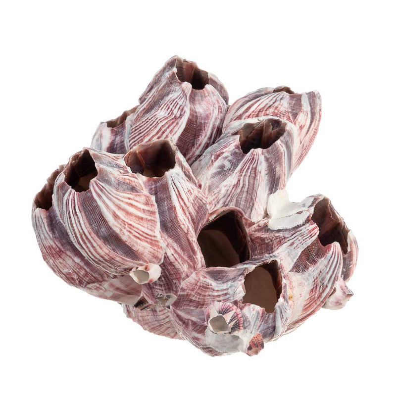 Real Purple Barnacle Cluster - 5-7" - Aquarium Ornament Piece for Decoration - Natural Barnacle Cluster for Craft and Decor - Plus Free Nautical eBook by Joseph Rains 5-7 in - BeesActive Australia