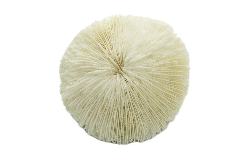 Mushroom Sea Coral | White Real Mushroom Coral 3”-4” (1 Piece) | Aquarium Ornament for Decoration | Plus Free Nautical eBook by Joseph Rains - BeesActive Australia
