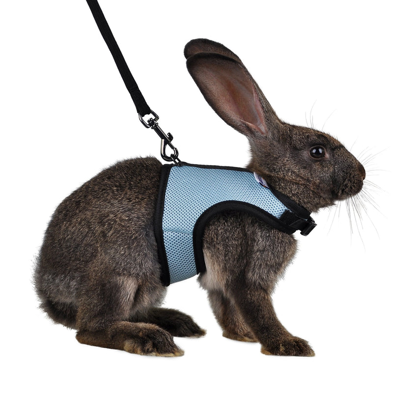 Niteangel Adjustable Soft Harness with Elastic Leash for Rabbits (M, Black) Medium Blue - BeesActive Australia