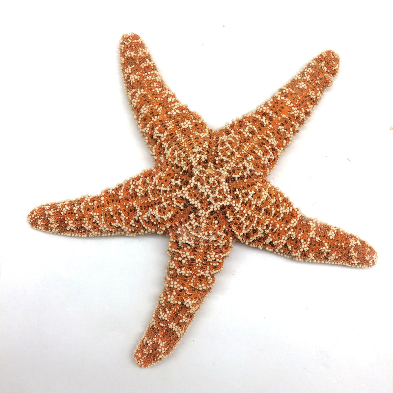 PEPPERLONELY 1 PC Large Sugar Starfish, Brown Sugar Starfish, 6 Inch ~ 7 Inch - BeesActive Australia
