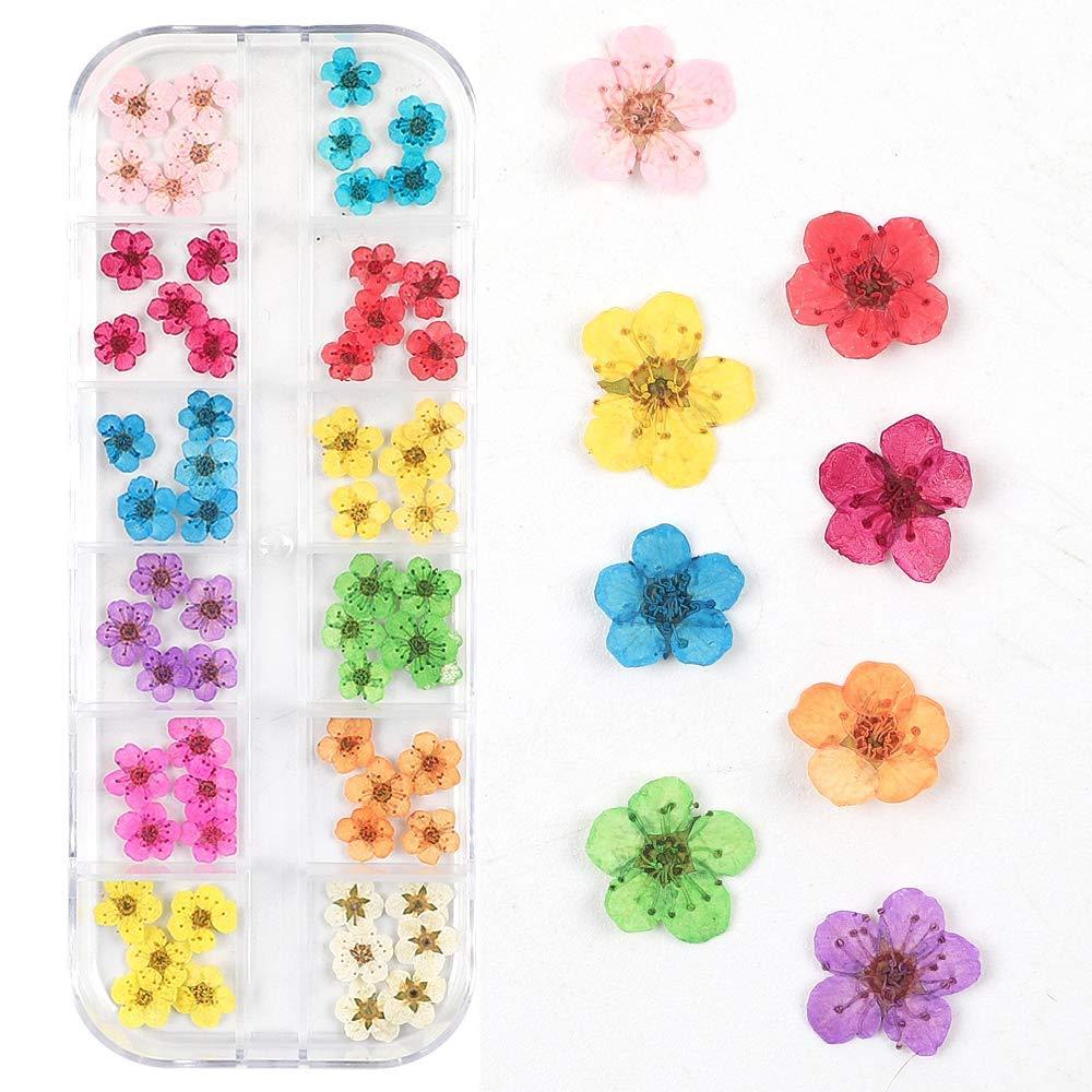 Valuu 3D Nail Dried Flowers Sticker 60 Five Petal Flower 12 Colors Natural Real Dry Flower Nail Stickers ?60 Flowers? - BeesActive Australia