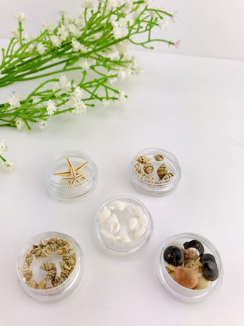 N.E.I Nail Art Accessories – 3D DIY Natural Nail Decoration Sea Shells and Starfish Beach Ornaments - BeesActive Australia