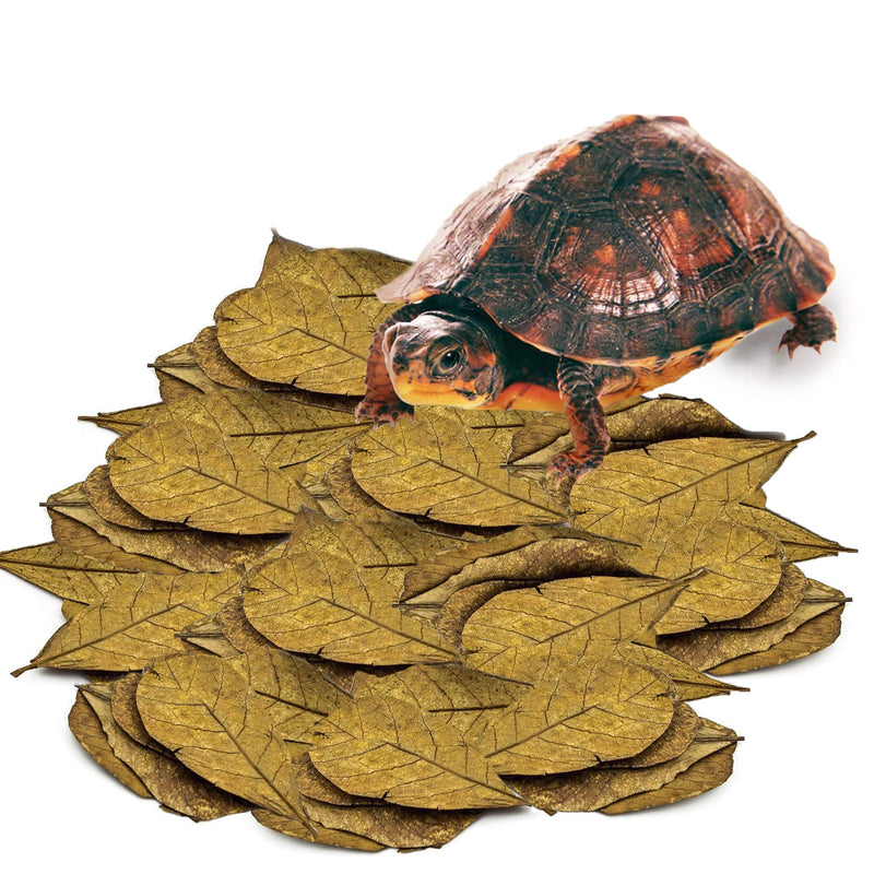 SunGrow Indian Almond Catappa Leaves for Aquarium Turtles, Leaf Litter, Beneficial Terrarium Décor, Lowers Stress & Balances pH Levels Mini (2", 100 Pcs) - BeesActive Australia
