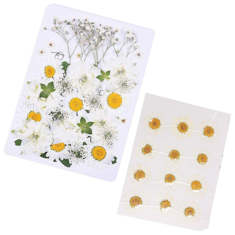 BoomYou 36+12 PCS Natural Dried Flowers Mixed Multiple Real Pressed Flowers Assorted Colorful for DIY Resin Jewelry Nail Art Floral Decors - Style D New and White - BeesActive Australia