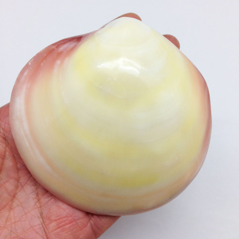 PEPPERLONELY 3 Pairs Polished Tiger Clam Sea Shells, 3-1/2 Inch ~ 4 Inch 40#. Polished Tiger Clam 3-1/2" ~ 4" - BeesActive Australia