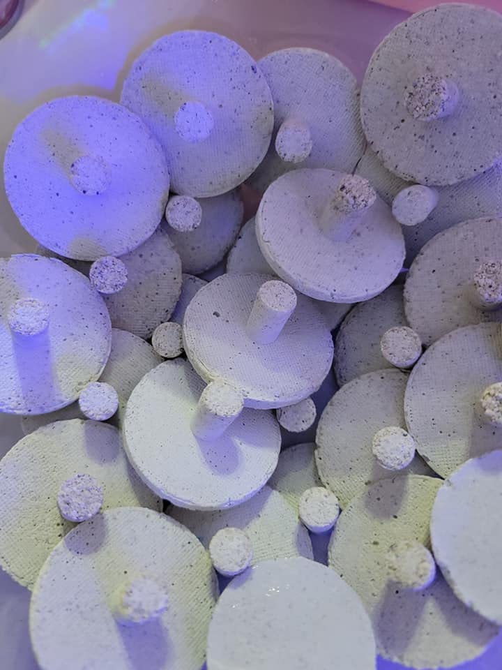 2'' Inch Frag Plugs or Discs - USAREEFAQUATICS (10 Pack - 2'' Inch Frag Discs), White 10 Pack - 2" Inch Frag Discs - BeesActive Australia