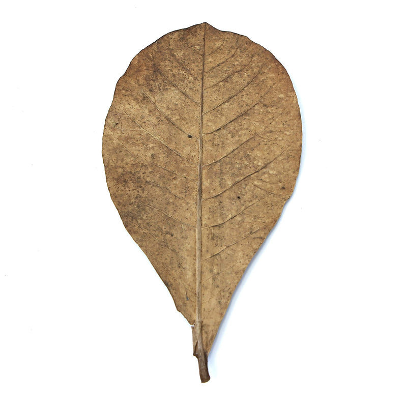 Snout and Shell 10 Mangrove Botanical Leaves - Fish & Aquarium Natural Decor for Aquatic Pets - BeesActive Australia