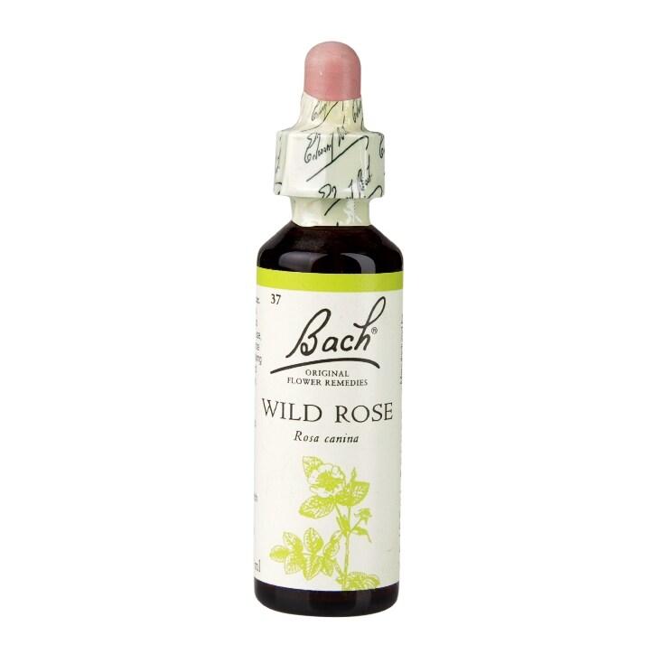 Bach Original Flower Remedies Wild Rose 20ml - BeesActive Australia